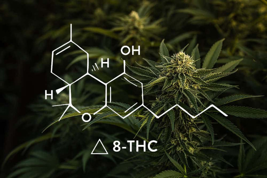 NAM Wellness Delta-8 THC 101: Your Insight into This Amazing Cannabinoid