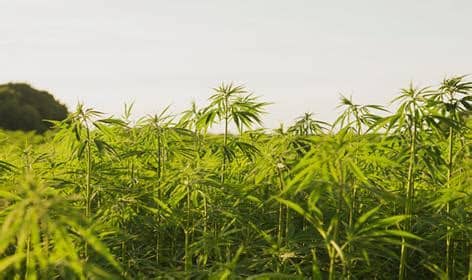 A Classic Flower Matchup: CBD Flower vs. THCA Flower vs. Delta 8 Flower