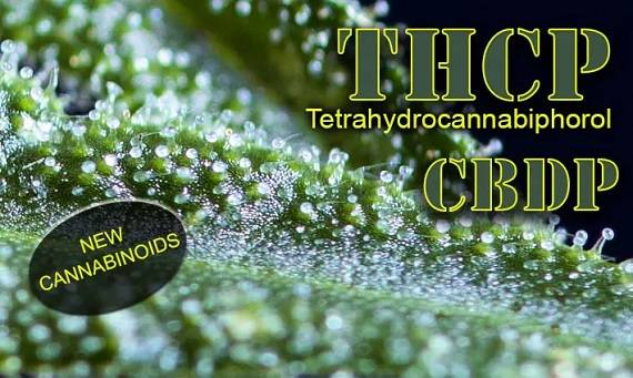 What in the World is THC-P, and Why are Hemp Enthusiasts Gravitating Towards It?