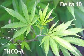 NAM Wellness Delta-10 THC 101: Your Insight into This Amazing Cannabinoid